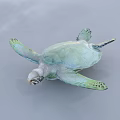 Green Sea Turtle With Pale Shell And Webbed Flippers Swimming On Water Surface
