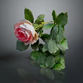 Beautiful Pink Rose Plant With Fresh Green Leaves On Gray Background Reflection