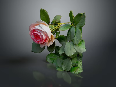Beautiful Pink Rose Plant With Fresh Green Leaves On Gray Background Reflection 3d model