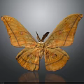 Orange Moth With Large Spotted Wings On Gray Background And Reflection 3d model