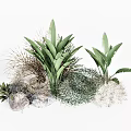 Lush Tropical Greenery With Large Leaf Plants Grass And Decorative Stones