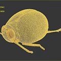 Dark Brown Spherical Beetle With Orange Legs And Shiny Textured Body