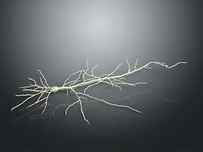 Delicate Plant Roots Structure With Thin Branches On Dark Background 3d model