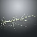 Delicate Plant Roots Structure With Thin Branches On Dark Background