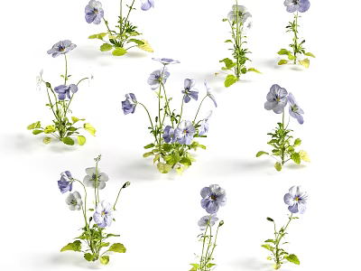 Beautiful Purple and White Pansies with Fresh Green Leaves in Natural Garden 3d model