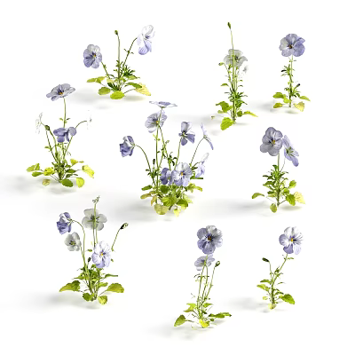 Beautiful Purple and White Pansies with Fresh Green Leaves in Natural Garden 3d model