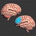 3D Anatomical Brain Model Medical Device with Detailed Structure for Medical Education and Research