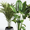 Various Bonsai Potted Plants With Green Leaves In Black Decorative Pots