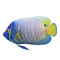 Vibrant Angelfish With Blue Yellow Scales And Netlike Patterns In Water