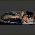 Sleeping Calico Cat Curled Up On Reflective Dark Surface With Soft Fur