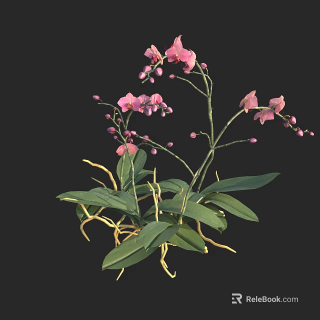 Beautiful Pink Orchids With Green Leaves And Yellow Roots On Black Background 3d model 