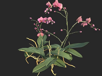 Beautiful Pink Orchids With Green Leaves And Yellow Roots On Black Background 3d model