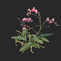 Beautiful Pink Orchids With Green Leaves And Yellow Roots On Black Background