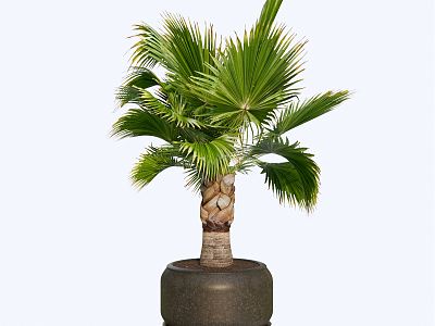 Modern potted palm tree plant ornaments model