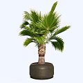 Decorative Potted Bonsai Palm Plant with Broad Green Leaves in Dark Ceramic Pot