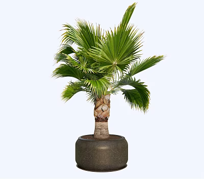 Decorative Potted Bonsai Palm Plant with Broad Green Leaves in Dark Ceramic Pot 3d model