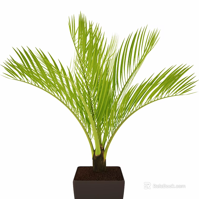 Green Palm Leaf Bonsai Potted Plant With Long Fronds And Dark Square Pot 3d model 