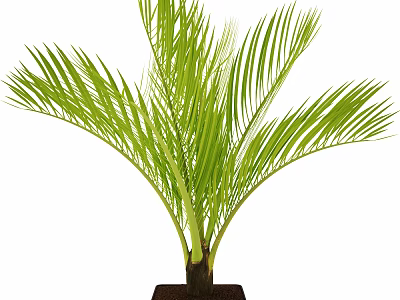Green Palm Leaf Bonsai Potted Plant With Long Fronds And Dark Square Pot 3d model