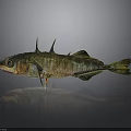 Greenish Brown Fish With Spines On Back And Shiny Scales On Dark Surface