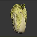 Fresh Green and Yellow Cabbage with Crisp Leaves Healthy Food Option
