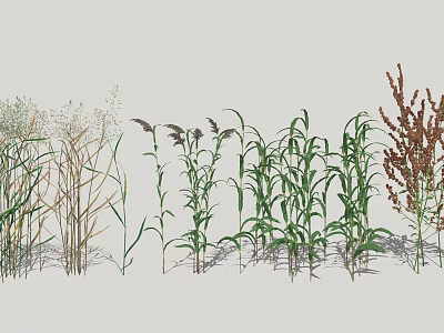 Diverse Herbaceous Plants with Different Heights Green Brown Red Colors Arranged Together 3d model