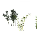 Various Types of Bamboo Growing on Open Light Ground Under Blue Sky With White Clouds