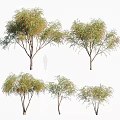 Multiple Arbor Trees With Lush Green Foliage And Natural Canopies