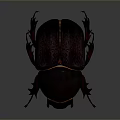 Shiny Dark Beetle With Orange Accents And Detailed Exoskeleton Close Up