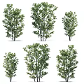 Different Green Leafy Tree Varieties in Various Growth Stages and Forms 3d model