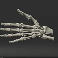 Detailed Human Hand Skeleton 3D Model Showing Anatomical Bone Structure