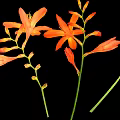 Vibrant Orange Flowers With Green Leaves And Buds On Black Background