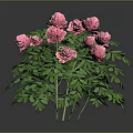 Vibrant Pink Flowering Plant With Blooming Blooms And Lush Green Leaves