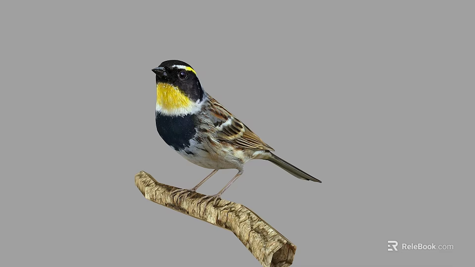 Bird With Black Head Yellow Throat Black And White Body Brown Wings Perched On Branch 3d model 