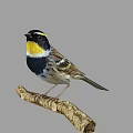 Bird With Black Head Yellow Throat Black And White Body Brown Wings Perched On Branch