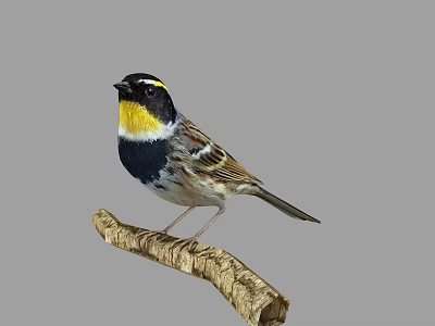 Bird With Black Head Yellow Throat Black And White Body Brown Wings Perched On Branch 3d model
