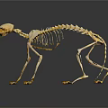 Detailed Cat Skeleton Display With Complete Bone Structure On Dark Background 3d model
