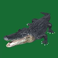 Black Crocodile With Open Mouth And Sharp Teeth On Green Background Showing Fierce Look
