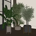 Modern Indoor Various Large Potted Plants With Different Colored Pots In Room