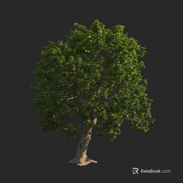 Lush Green Arbor With Strong Trunk And Healthy Foliage Growth 3d model 