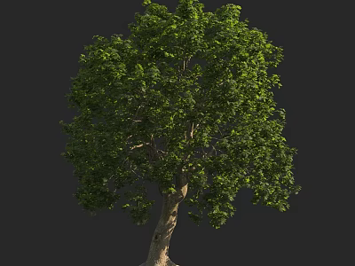 Lush Green Arbor With Strong Trunk And Healthy Foliage Growth 3d model