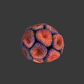Coral Polyps Forming Vibrant Spherical Structure With Red Purple And White Spots 3d model