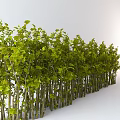 Lush Green Bushes With Slender Trunks And Dense Leaves On White Background