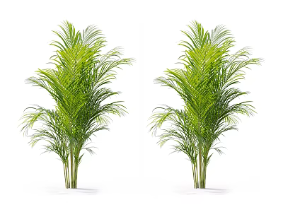 Two Green Palm Trees Standing Against White Background With Lush Foliage 3d model