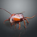 Detailed View Of Reddish Brown Cockroach With Long Antennae And Legs On Dark Background