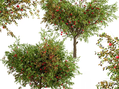 Various Types Of Fruit Bearing Trees With Red Fruits And Green Leaves 3d model