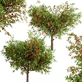 Various Types Of Fruit Bearing Trees With Red Fruits And Green Leaves