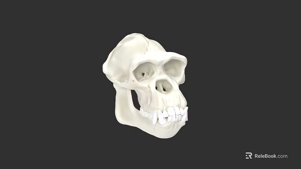 Realistic White Anatomical Skull Model With Detailed Teeth And Jaw Structure 3d model 