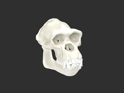 Realistic White Anatomical Skull Model With Detailed Teeth And Jaw Structure 3d model