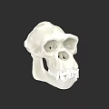 Realistic White Anatomical Skull Model With Detailed Teeth And Jaw Structure