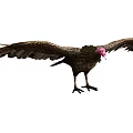 Majestic Vulture Standing With Spread Brown Wings And Pink Head Feathers